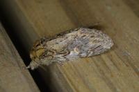 Peridea anceps
