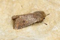 Orthosia cruda