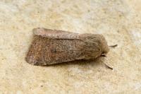 Orthosia cruda