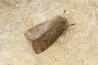 Orthosia cruda