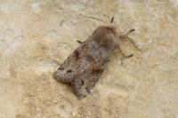 Orthosia incerta