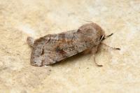 Orthosia incerta