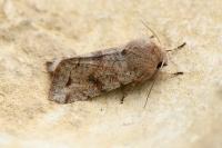 Orthosia incerta