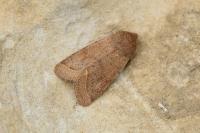 Orthosia cerasi