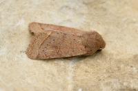 Orthosia cerasi