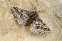 Lycia hirtaria
