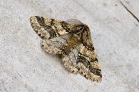 Lycia hirtaria