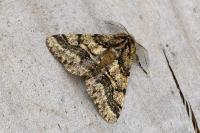Lycia hirtaria