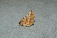 Selenia dentaria
