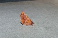 Selenia dentaria