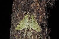 Phigalia pilosaria