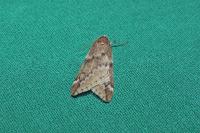 Alsophila aescularia
