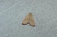 Orthosia cruda