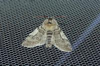 Achlya flavicornis