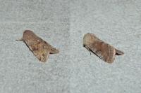 Orthosia incerta