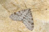 Trichopteryx carpinata