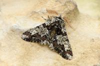 Biston strataria