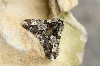Biston strataria