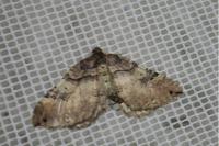 Earophila badiata