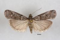Acrobasis obliqua