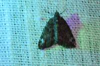 Chloroclysta siterata