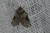 Nycteola siculana