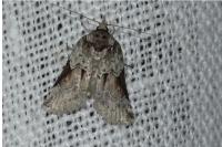 Nycteola siculana