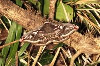 Saturnia pavonia