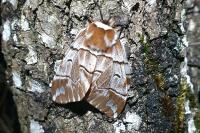 Endromis versicolora
