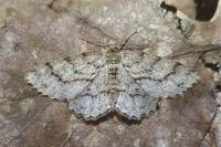 Ectropis crepuscularia