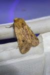 Conistra rubiginea