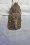 Orthosia cerasi