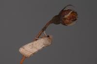 Orthosia cerasi