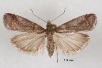 Acrobasis obliqua