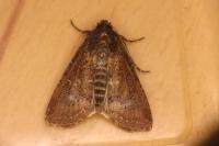 Peridroma saucia