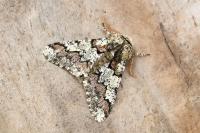 Biston strataria