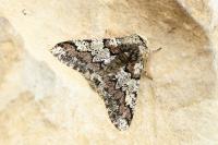 Biston strataria
