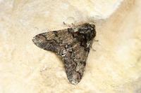 Biston strataria