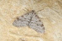 Trichopteryx carpinata