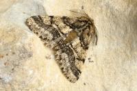 Lycia hirtaria