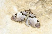 Anticlea derivata