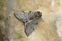 Achlya flavicornis