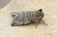 Achlya flavicornis