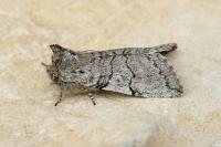 Achlya flavicornis