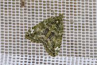 Chloroclysta siterata