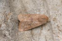 Orthosia cerasi