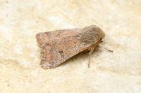 Orthosia cruda