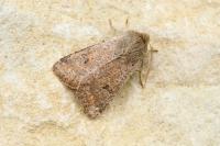 Orthosia cruda