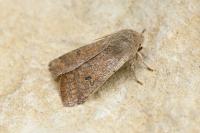 Orthosia cruda