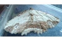 Menophra abruptaria